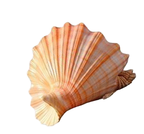 shell-3