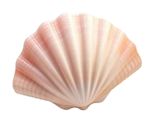 shell-number-3
